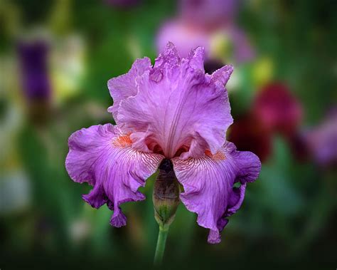 Hot Pink Iris Flower In The Garden Art Print Photograph By Lily Malor
