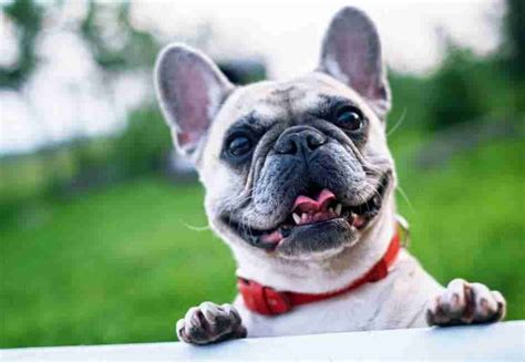 8 Amazing French Bulldog Facts Ihomepet