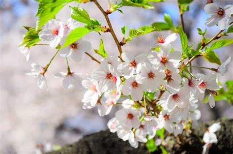 22 Different Types Of Cherry Blossoms And Interesting Facts Home