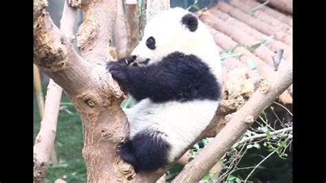 Cutest Pandas Playing And Baby Pandas Youtube