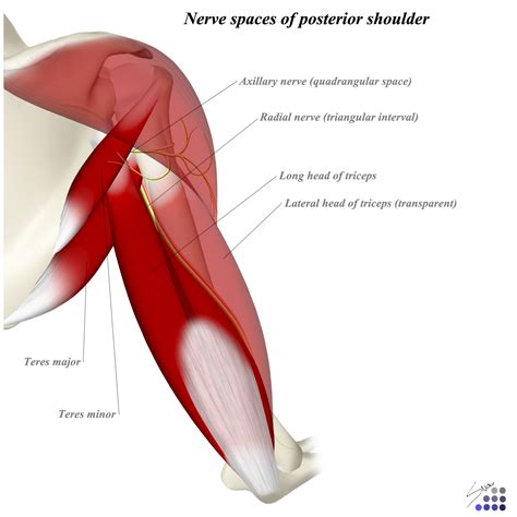 Posterior Approach To Humerus Approaches Orthobullets