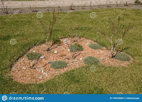 Green Grass With Naked Plants Stock Photo Image Of Outdoor Field
