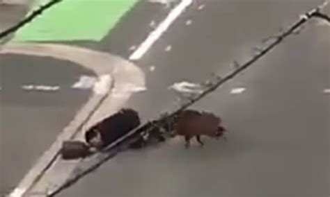 Video Captures Japanese Man Rammed By Charging Boar Asia Times