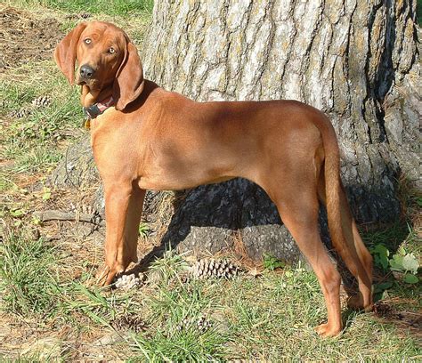 Redbone Coonhound Caractère Et éducation Ooreka