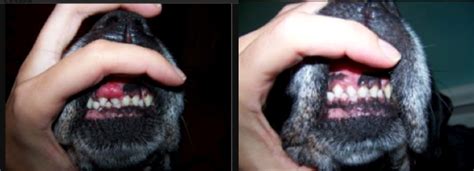 Dogs Mouth Tumor Vs Sod And Showdown Dynamite Specialty Products