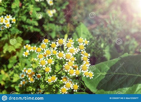 Chamomile Flowers Matricaria Chamomilla In Sunlight Close Up Stock