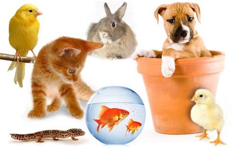 Top 10 Most Popular Best Pets In The World Top Things Around Us