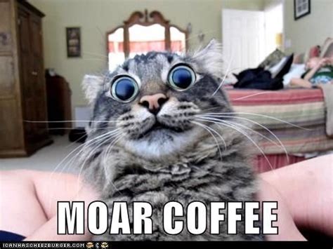 Moar Coffee Cute Cat  Cat Memes Funny Cat Memes
