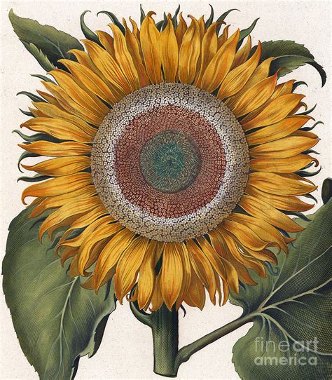 Antique Sunflower Print Painting By Basilius Besler Pixels