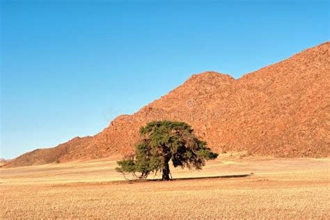 Lonely Tree In Desert Stock Photo Image Of Blue Namibia 34323112