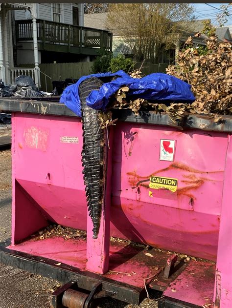 Brproud Massive Dead Alligator Found Hanging From Dumpster Shocks New