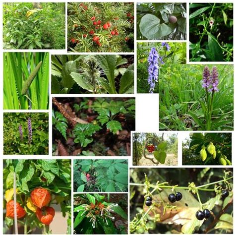 Medicinal Plants Cultivation Upvey