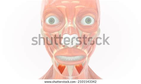 Depressor Labii Inferioris Anatomía Muscular 3d Ilustración De Stock