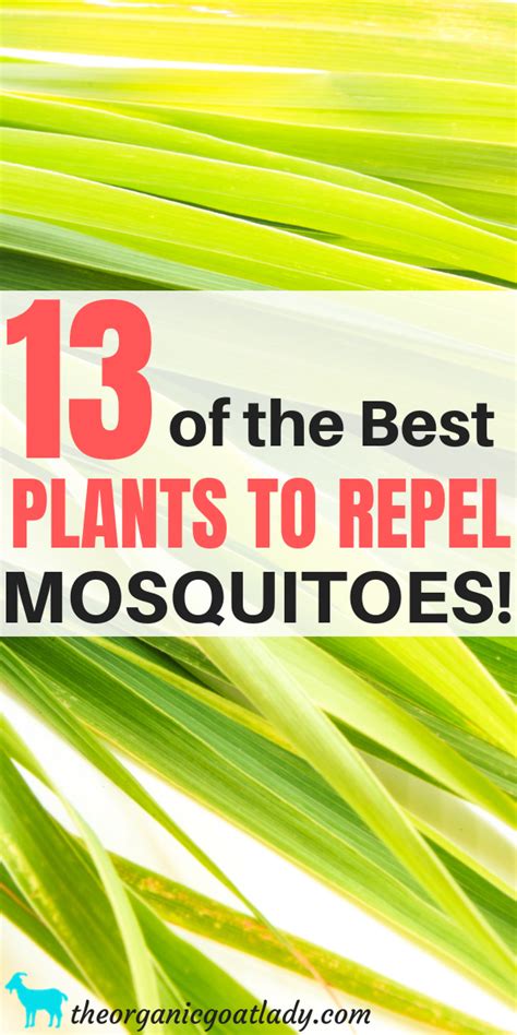 Natural Mosquito Repellent Plants For Mosquitoes Gardening Tips