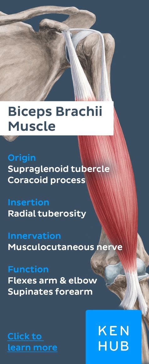 Biceps Brachii Muscle Anatomy Muscle Anatomy Muscle Anatomy