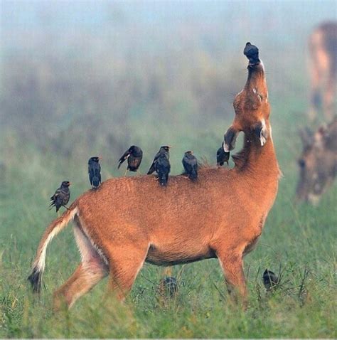 Symbiotic Relationship Between A Deer And Her Birds Can Be A Bit