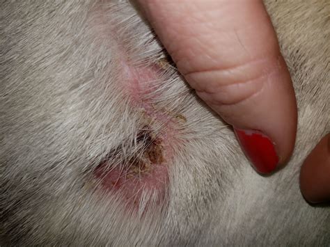 53 English Bulldog Skin Problems Photo Bleumoonproductions