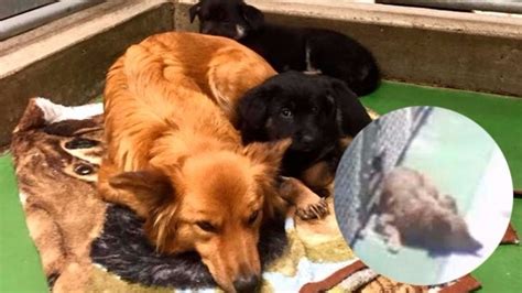Video Perrita Escapa De Su Jaula Para Consolar A Cachorros Astrolabio