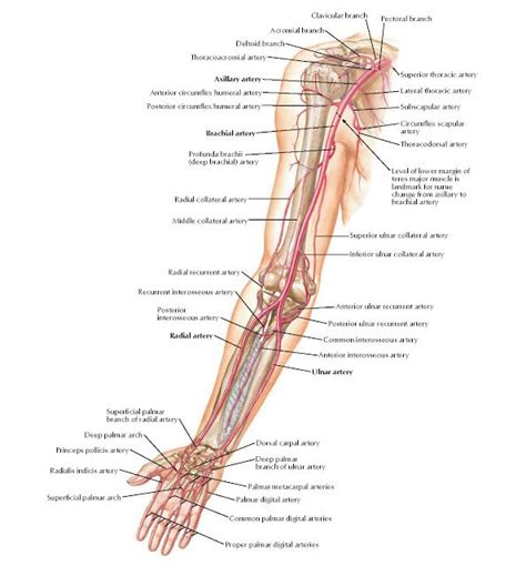 Arteries Of Arm And Proximal Forearm Anatomy Clavicular Branch Pectoral