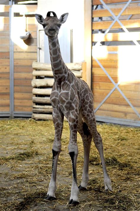 Got Legs Theres A New Baby Giraffe At Budapest Zoo Zooborns