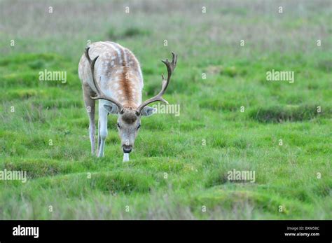 Fallow Deer Stag Stock Photo Alamy