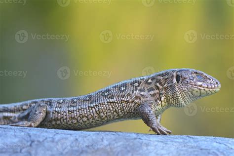 Common Lizard Lacerta Vivipara 758624 Stock Photo At Vecteezy