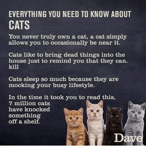 Everything You Need To Know About Cats You Never Truly Own A Cat A Cat
