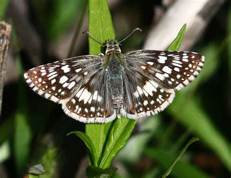 Texas Butterflies Of Carolyn Ohl Checkered Skipper Common