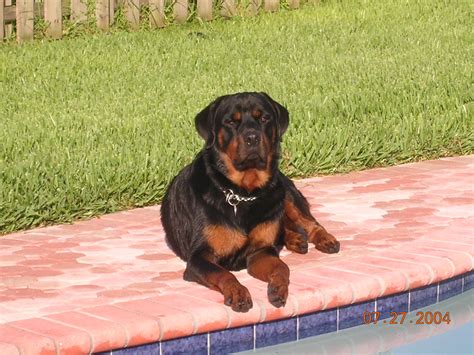 Gulfstream Guardian Angels Rottweiler Rescue