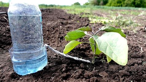 Plastic Bottle Drip Water Irrigation System Very Simple Easy4 Ll Diy