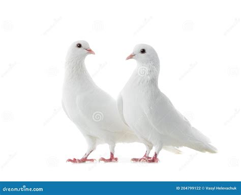 Two White Doves Isolated On A White Stock Photo Image Of Ornithology