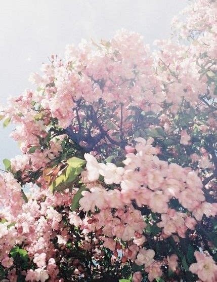Passion Aesthetic Tumblr Flowers  Cool Words Life Is Beautiful
