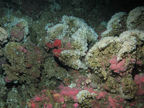 Ocean Acidification Puts Deep Sea Coral Reefs At Risk Of Collapse