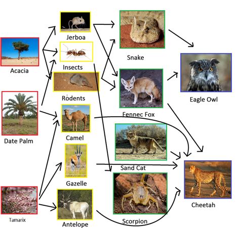 Food Chains And Webs The Sahara Desertnorthern Africa