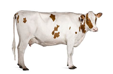 Cow Side View Stock Photos Pictures And Royalty Free Images Istock