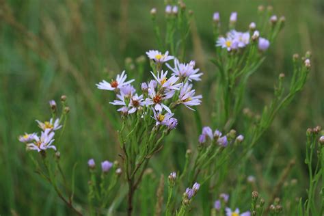 Sea Aster Aster Tripolium A Delightful Flower And Appare Flickr