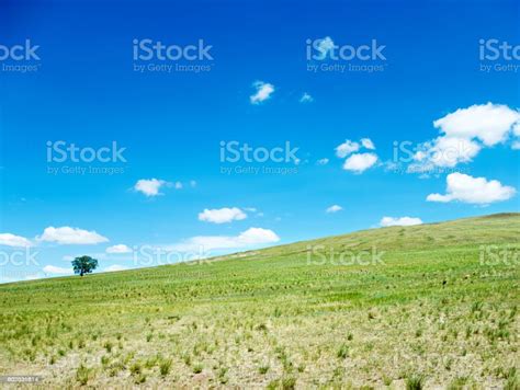 Single Tree On A Green Field Stock Photo Download Image Now
