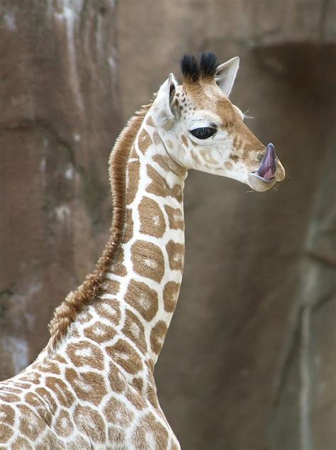 Baby Giraffe Tongue Photograph By Denise Irving Fine Art America