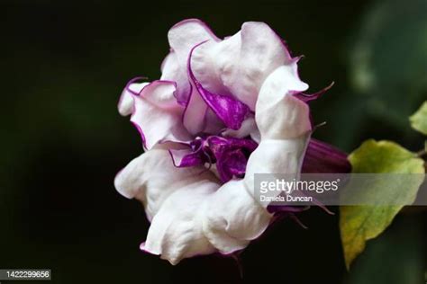 Datura Metel Photos And Premium High Res Pictures Getty Images