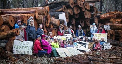 Forestry Lobby Groups Criticise Wa Government Over Native Timber