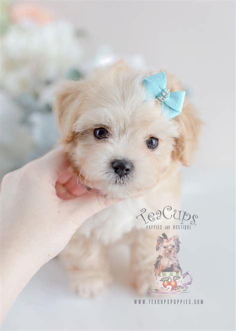 Teacup maltese puppies for adoption are good family dogs as they easily get familiar with family members but you should be careful as rough playing or accidental drops can break their bones. Maltese Poodle Mix in Florida | Teacup Puppies & Boutique