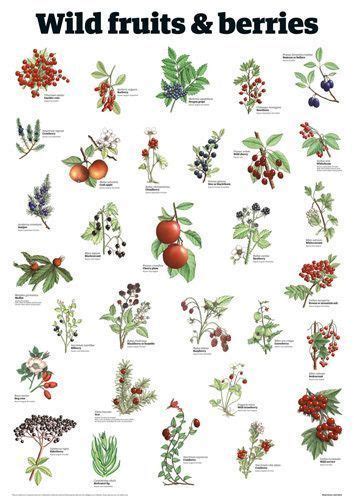 Edible Medicinal Flower Plant Chart Edible Wild Plants Wild Plants