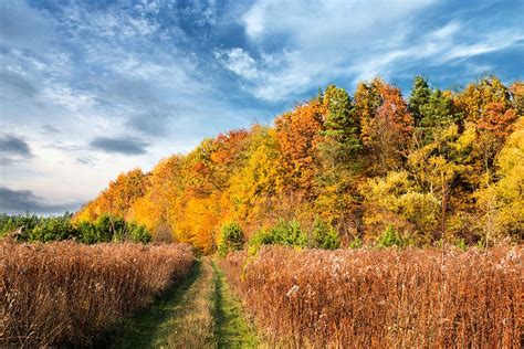 Autumn Trees Nature Free Photo On Pixabay
