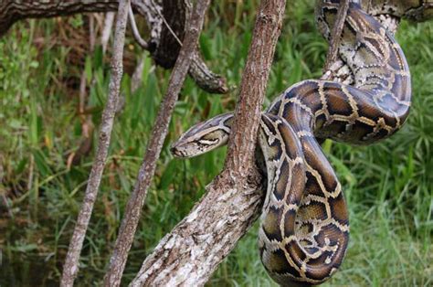 Invasive Burmese Pythons Vs The Everglades Nature The Earth Times