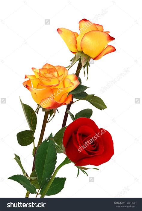 Beautiful Yellow Red Rose Floers Isolated Stock Photo 1110581468
