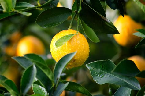 Free Stock Photo Of Agriculture Citrus Close Up