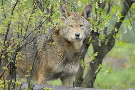 Gray wolf, wolves and red fox information, photos and fun facts. History of Red Wolves - Wolf Haven International