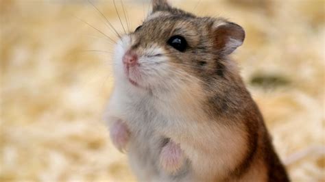 Hamster Animal Facts For Kids Kidpid