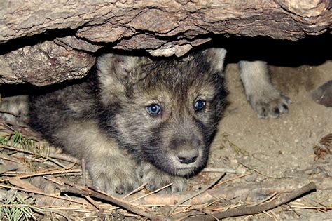 Potential Wolf Puppy Sighting In Northwest Colorado Colorado Public Radio