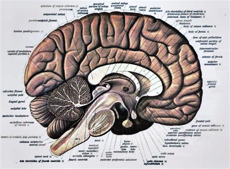 Anatomy Of The Brain Brain Anatomy Brain Anatomy Images And Photos Finder